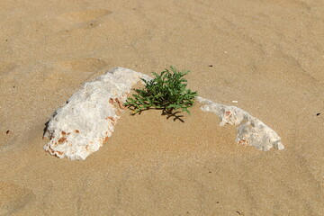 Green plants and flowers grow on the sand in the desert.