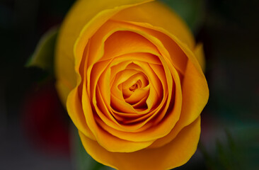 yellow rose close up