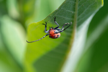 bug on leaf