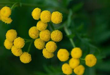 yellow flowers