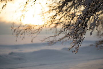 Fototapeta na wymiar Beautiful winter landscape with field of white snow and tree branches in hoarfrost at sunset frosty day. High quality photo