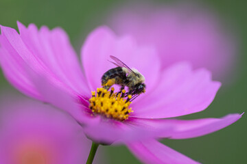 bee on flower