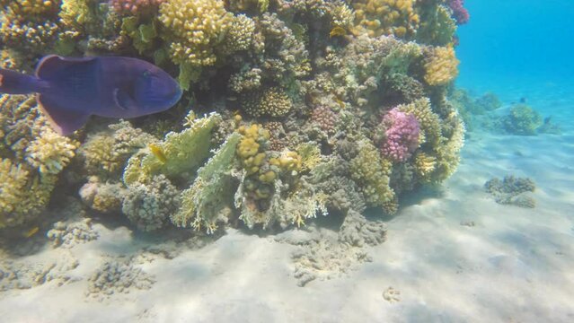 Odonus niger purple triggerfish swimming in a coral reef, slow motion
