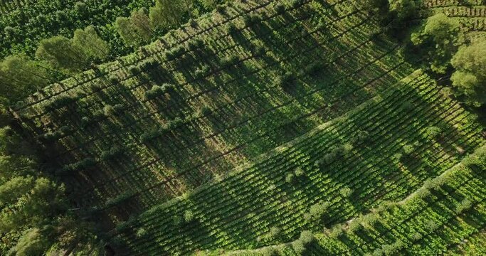 Aerial top down shot of sunbeam shining on rural plantation on slope of Mountain Sindoro,Central java