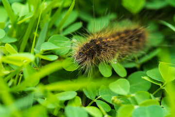 close up black hairy caterpillar on leaves