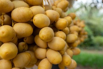 yellow fresh dates bunch hanging from a date palm tree