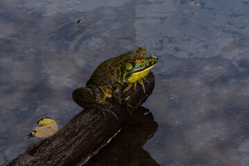 frog in the pond