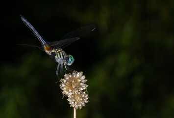 dragonfly on a branch
