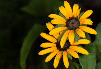 yellow flower in the garden