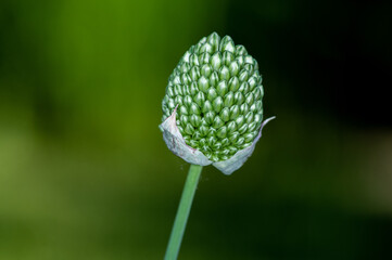 green plant