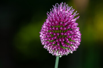 close up of a purple flower