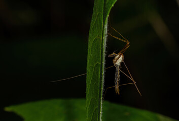 insect on a green leaf