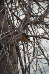 robin on a branch
