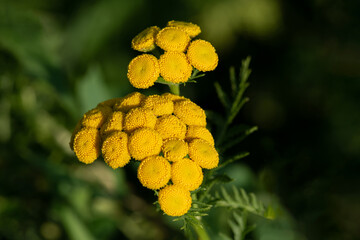 close up of yellow flower