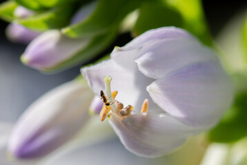 close up of a white flower