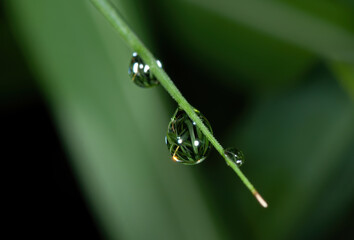 water drops on a green leaf
