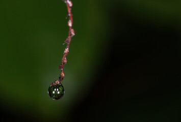 drop on a leaf