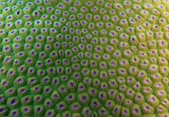 Close up image of Diploastrea heliopora coral Boracay Island Philippines