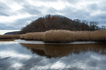 lake in the forest