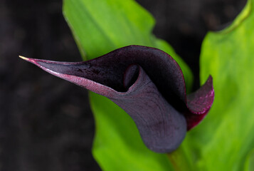 purple orchid flower