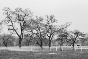 trees in the park