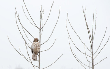 bird on a branch