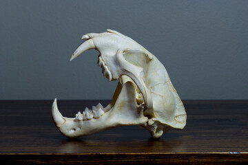 tiger skull, cat skull, taxidermy