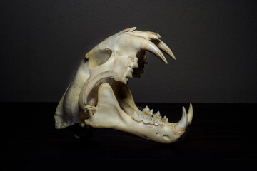 tiger skull, cat skull, taxidermy