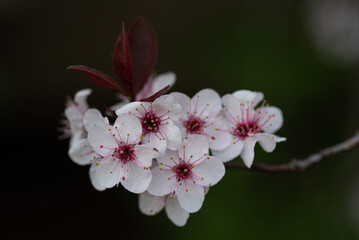 pink and white flower