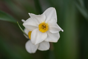 white narcissus flower