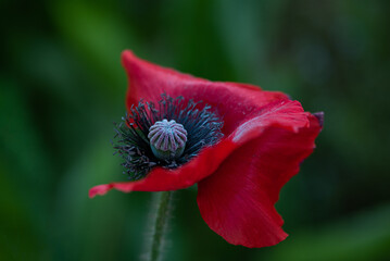 red poppy flower