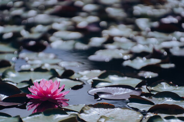 Red lotus flowers blooming in the pond in summer