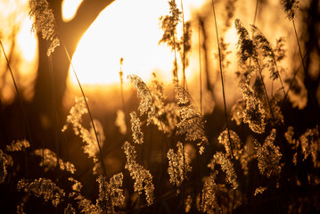 sunset in the forest