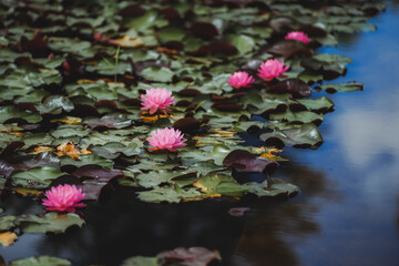 Red lotus flowers blooming in the pond in summer © 云 王