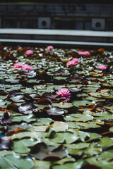 Red lotus flowers blooming in the pond in summer