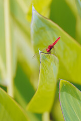 A dragonfly perched on a lotus