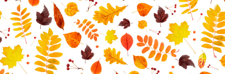 Banner made with natural autumn leaves and berry on a white background, as a backdrop or texture. Fall wallpaper for your design. Top view Flat lay