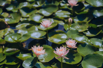 Pink water lilies in the pond