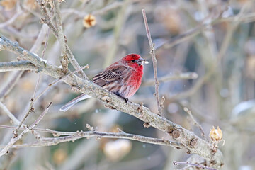 Male house finch (Haemorhous mexicanus) in winter