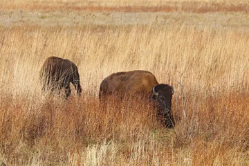 Selbstklebende Fototapeten Two American bison in northwest Indiana © sbgoodwin