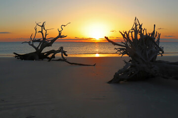 Sunrise on Driftwood Beach, Jekyll Island, Georgia