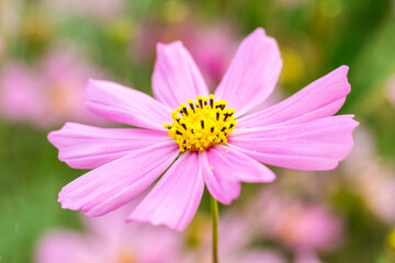 Obraz premium A beautiful pink kosmeya flower with petals and a yellow center against the backdrop of a blooming garden. Close-up