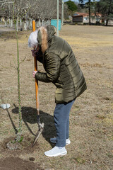 old grandmother planting a tree

