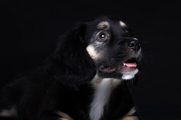 Puppy dog portrait on black background shot in studio