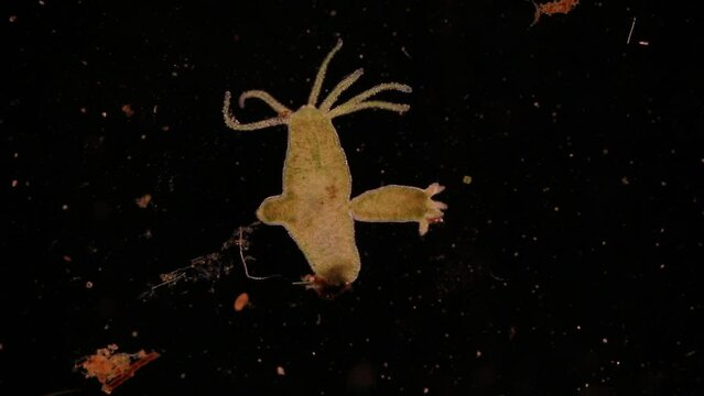 Hydra under the microscope, Hydra is a genus of small, fresh-water animals of the phylum Cnidaria and class Hydrozoa.