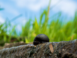 タニシと青空