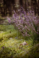 Close up of heather herb in the forest