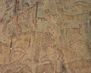 Ancient rock art. Close-up. On the flat weathered stone there are carved drawings of animals, people, hunting scenes. Altai. Kalbak Tash