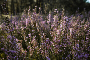 Close up of heather herb in the forest