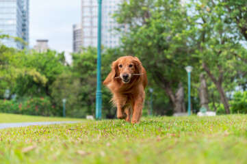 Golden Retriever playing in the park grass